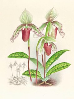 Orchid, Cypripedium superbiens, authentic reproduction of an illustration by Jean Jules Linden