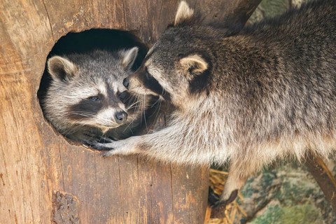 Raccoon (Procyon lotor), in a tree in a forest, Bavaria, Germany