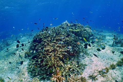 An artificial coral reef, coral farming, with numerous colorful fish in clear blue water, dive site