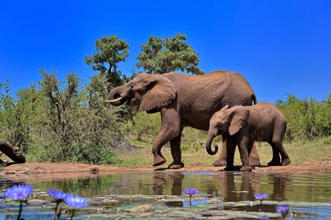 African elephant (Loxodonta africana), adult, female, mother, young animal, mother with young