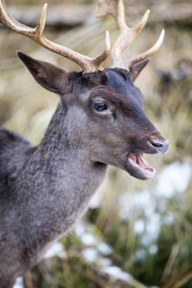 Fallow deer (Dama dama), portrait, male, captive, Landsberg am Lech Wildlife Park, Upper Bavaria,