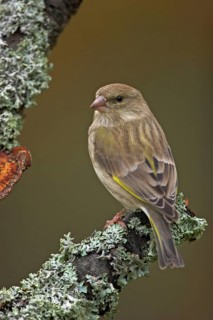 Greenfinch, Greenfinch, European Greenfinch, Western Greenfinch, Carduelis chloris, (Chloris