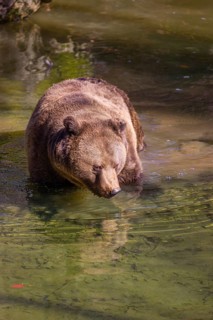 An adult male brown bear (Ursus arctos arctos) stands in a pond
