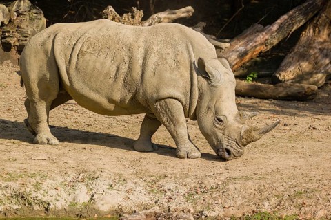 Side view of a white rhinoceros (Ceratotherium simum) in bright sunlight