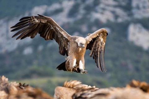 Griffon Vulture (Gyps fulvus) in flight, approaching in the mountains, Pyrenees, Catalonia, Spain