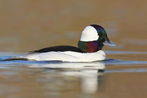 Bufflehead (Bucephala albeola) male, British Columbia, Canada