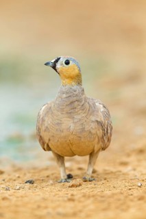 Kronenflughuhn, Crowned Sandgrouse, Pterocles coronatus, Ganga couronné, Ganga Coronada