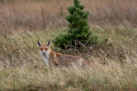 A noise in the meadow makes the red fox (Vulpes vulpes) pause attentively, hunting, attracting,