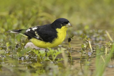Lesser Goldfinch (Spinus psaltria) male, Texas, USA