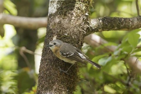Kauai Elepaio (Chasiempis sclateri), Hawaii, USA