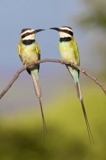 White-throated Bee-eater (Merops albicollis) perched on a branch, Lake Natron, Tanzania