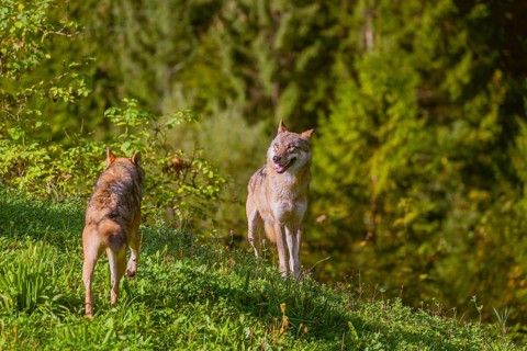 Two eurasian gray wolves (Canis lupus lupus) stand on a meadow on a hill