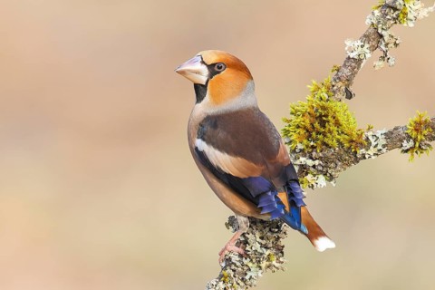 Hawfinch (Coccothraustes coccothraustes), male sitting attentively on a branch covered with lichen,