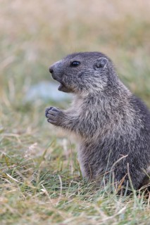 One Alpine Marmot, Marmota marmota, sitting in grass. Grossglockner high alpine road, Hohe Tauern