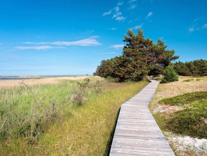 Bohlenweg winds through the dunes at Darßer Ort, core zone of the Western Pomeranian Lagoon Area