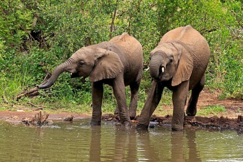 African elephant (Loxodonta africana), two young animals, at the water, drinking, Kruger National