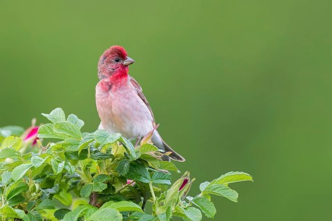 Common Rosefinch (Carpodacus erythrinus) male, Mecklenburg-Western Pomerania, Germany