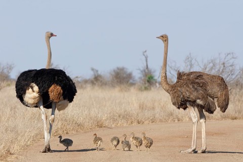 South African ostriches (Struthio camelus australis), two adults, male and female, standing on the