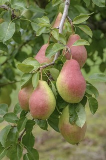 Pear (Pyrus communis 'Elektra'), Bundessortenamt Prüfstelle Wurzen, Wurzen, Saxony, Germany