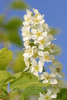 Common weeping cherry (Prunus padus, Padus avium), flowering, North Rhine-Westphalia, Germany