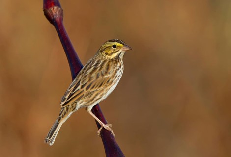 Savannah Sparrow (Passerculus sandwichensis), Ohio, USA
