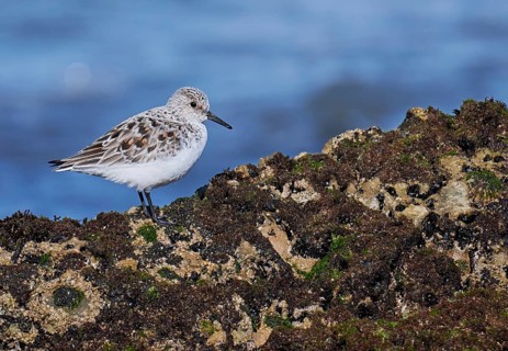 Sanderling (Calidris alba), Asturias, Spain