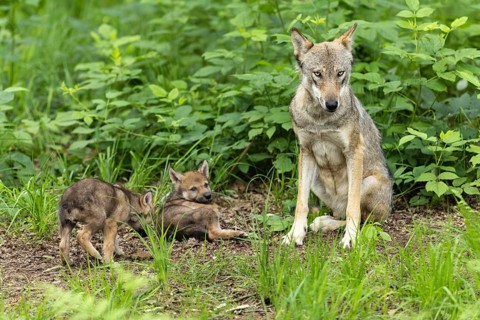 A mother wolf sits in the forest with two pups playing on the ground, European grey gray wolf