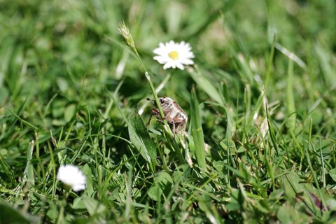 Cockchafer (Melolontha), Meadow, Messenger of spring, 1st May, A cockchafer crawls up a blade of