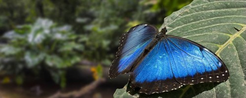 Peleides blue morpho (Morpho peleides), common morpho, emperor iridescent tropical butterfly found