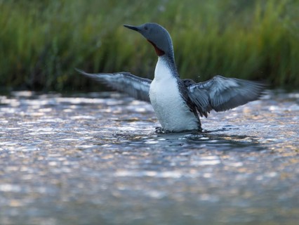 Red-throated Loon (Gavia stellata) flapping, Sweden