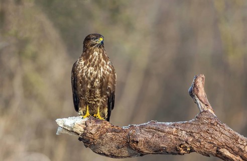 Buzzard (Buteo buteo), South Africa