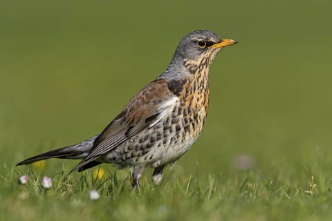 Juniper thrush, (Turdus pilaris), animals, birds, family of thrushes, Rosensteinpark, Stuttgart,