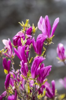 Magnolias (Magnolia) in bloom at Hohenheim Palace. Exotic and Botanical Garden of the University of
