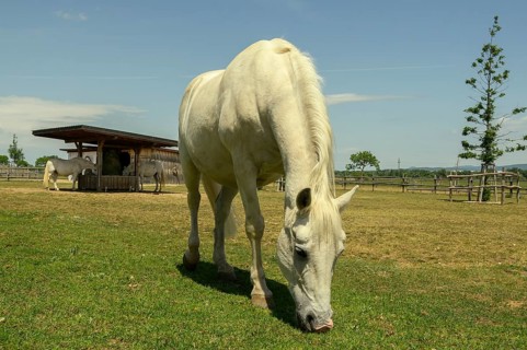 Schloss Hof, Baroque Garden, Baroque Manor, Animal Park, Horses, Marchfeld, Lower Austria