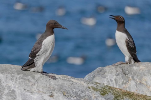 Common guillemot (Uria aalge), pair, Hornoya, Varangerfjord, Norway