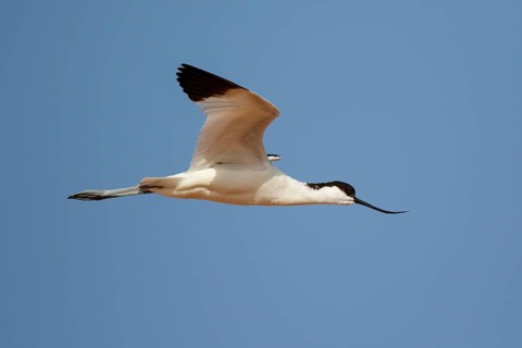 Pied Avocet (Recurvirostra avosetta) flying, Lesvos, Greece