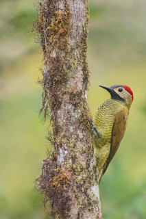 Golden-olive Woodpecker (Piculus rubiginosus) perched on a branch in Colombia, South America