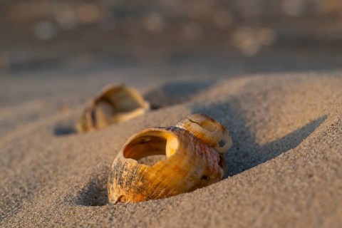 Shells lying in sand, evening light, Sortebærdalen Strand, Houvig, North Sea, Denmark