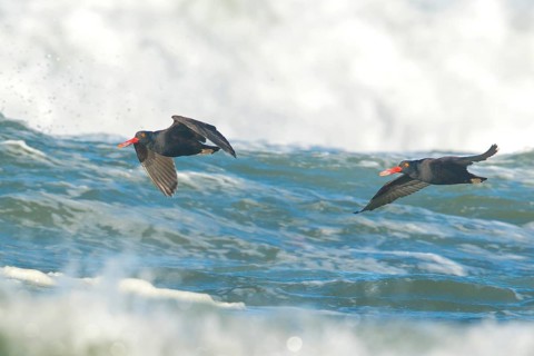 Blackish Oystercatcher (Haematopus ater)