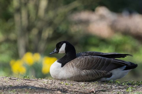 A Canada goose (Branta canadensis) resting in the greenery with yellow flowers in the background,