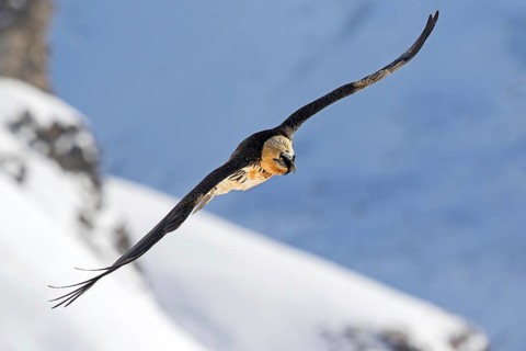 Bearded Vulture (Gypaetus barbatus) flying, Valais, Switzerland