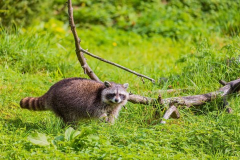 One adult Raccoon, Procyon lotor, walks over a green meadow, searching for food