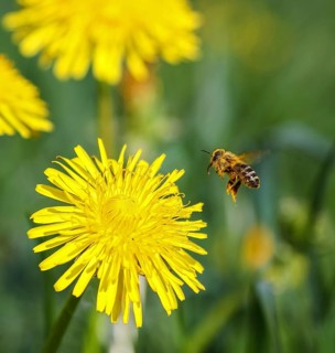 Honigbiene (Apis mellifera) sammelt Nektar an an blühendem Löwenzahn (Taraxacum officinale),