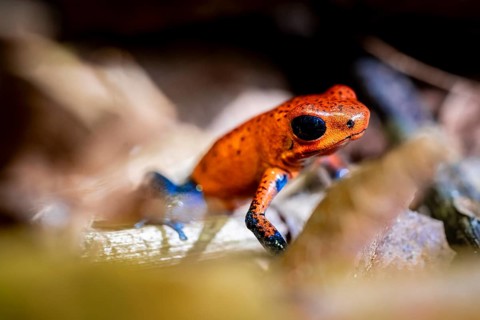 Strawberry frog (Oophaga pumilio) on the forest floor Heredia province, Costa Rica