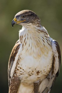 Ferruginous Hawk (Buteo regalis), Arizona, USA
