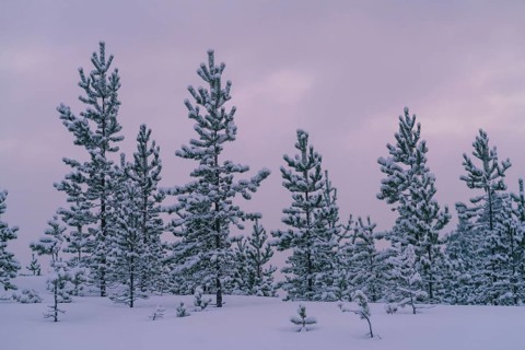 Snow-laden pine trees stand tall under a serene, cloudy sky in Swedish Lapland. The tranquil