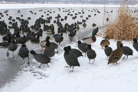 Many coots (Fulica atra) and ducks on a pond in winter, Thuringia, Germany