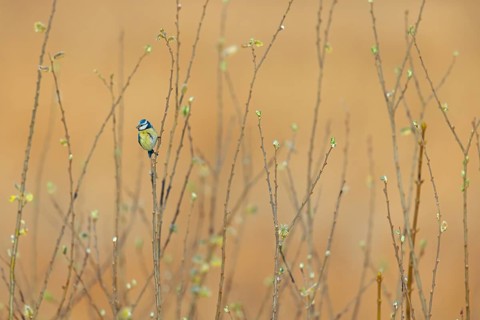 Blue tit, Cyanistes caeruleus) on a perch, Wagbachniederung nature reserve, Baden-Württemberg,