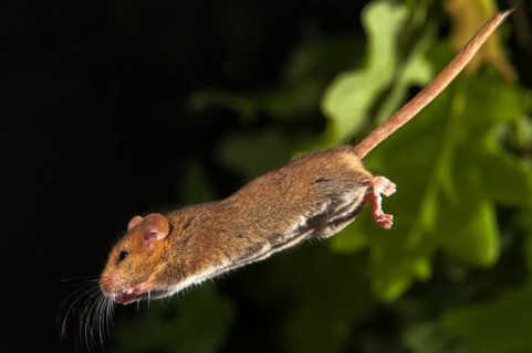 Hazel vole, Hazel dormouse, Muscardinus avellanarius, rodents, rodentia, bilche, bolt, dormice,