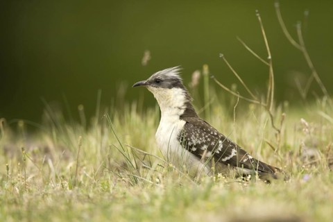 Great Spotted Cuckoo (Clamator glandarius), Madrid, Spain